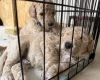 Goldendoodle