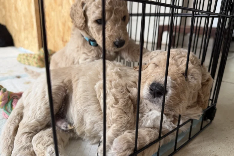 Goldendoodle