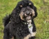 Goldendoodle