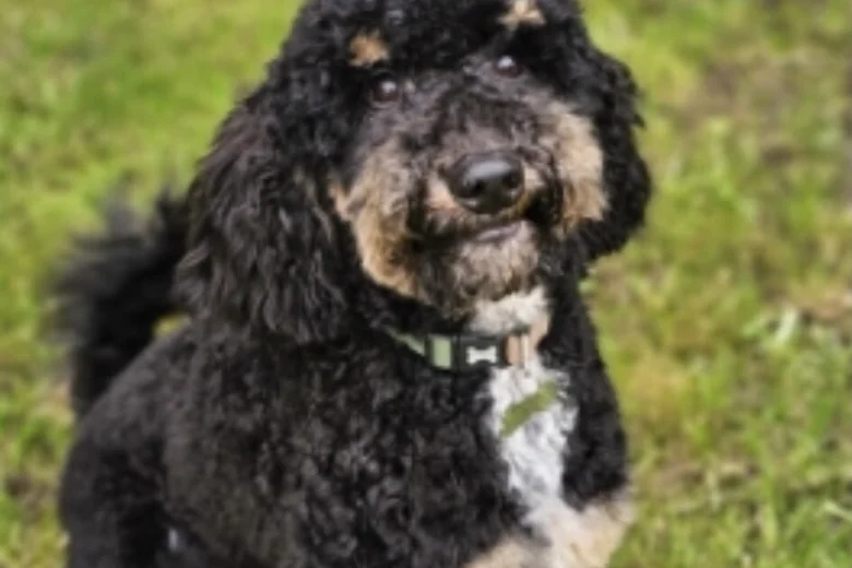 Goldendoodle