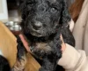 Goldendoodle
