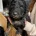 Goldendoodle