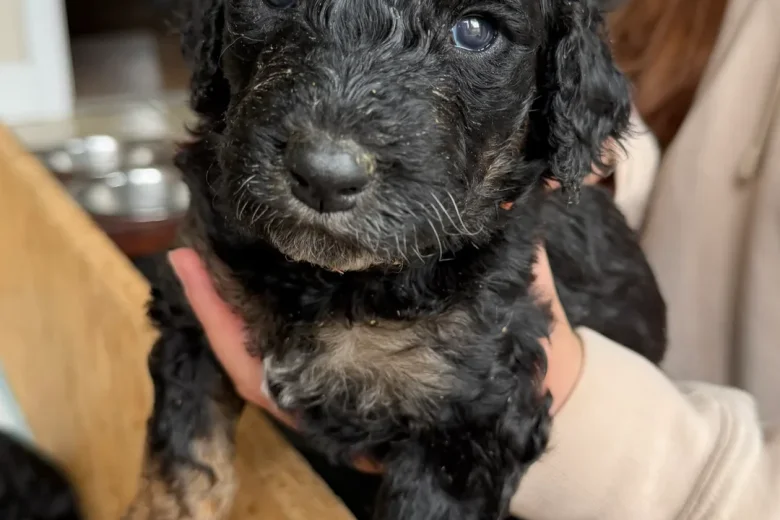 Goldendoodle