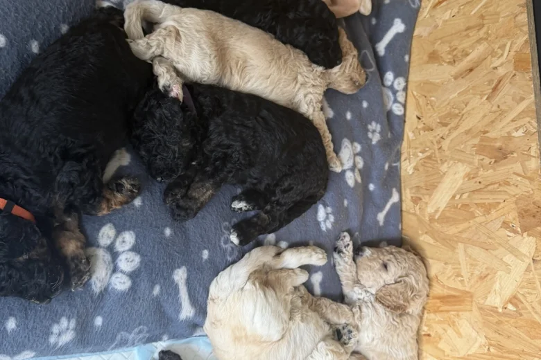Goldendoodle