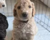 Goldendoodle