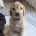 Goldendoodle