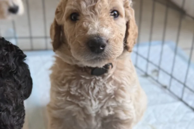 Goldendoodle