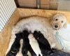 Goldendoodle