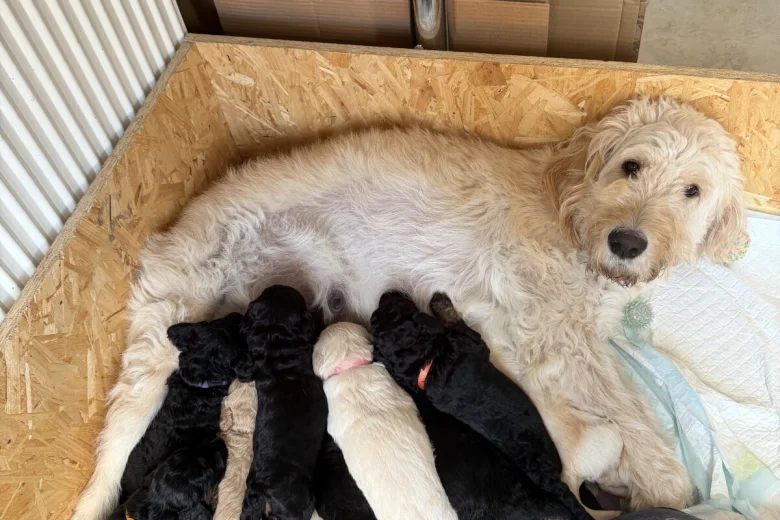 Goldendoodle