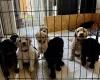 Goldendoodle