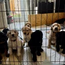 Goldendoodle