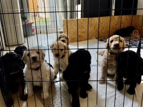 Goldendoodle