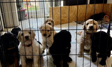 Goldendoodle