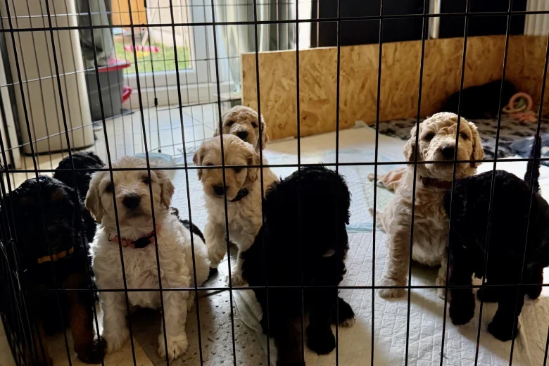 Goldendoodle