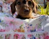 Dachshund (Miniature Wire Haired)