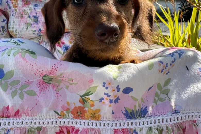 Dachshund (Miniature Wire Haired)