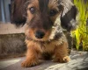 Dachshund (Miniature Wire Haired)