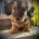 Dachshund (Miniature Wire Haired)