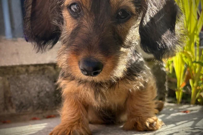 Dachshund (Miniature Wire Haired)