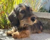 Dachshund (Miniature Wire Haired)