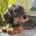 Dachshund (Miniature Wire Haired)