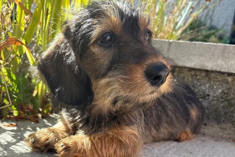 Dachshund (Miniature Wire Haired)