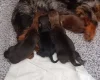 Dachshund (Miniature Wire Haired)