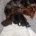 Dachshund (Miniature Wire Haired)