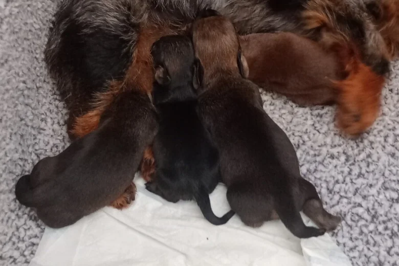 Dachshund (Miniature Wire Haired)