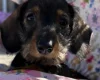 Dachshund (Miniature Wire Haired)