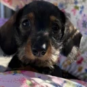 Dachshund (Miniature Wire Haired)