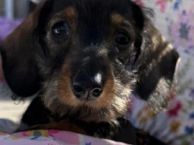 Dachshund (Miniature Wire Haired)