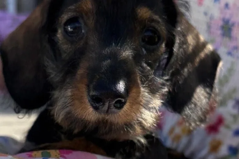 Dachshund (Miniature Wire Haired)