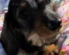 Dachshund (Miniature Wire Haired)