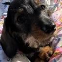 Dachshund (Miniature Wire Haired)