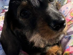 Dachshund (Miniature Wire Haired)