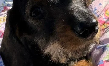 Dachshund (Miniature Wire Haired)
