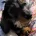 Dachshund (Miniature Wire Haired)