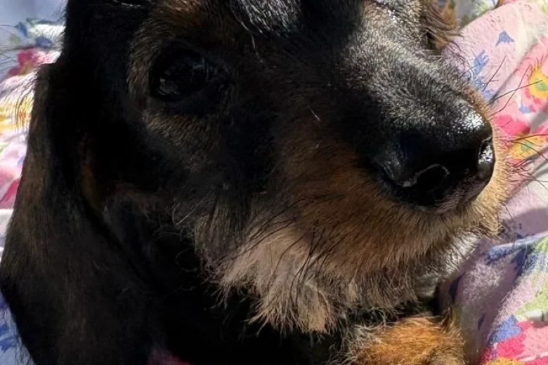 Dachshund (Miniature Wire Haired)
