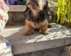 Dachshund (Miniature Wire Haired)