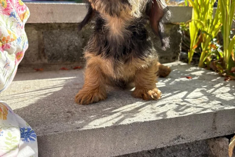 Dachshund (Miniature Wire Haired)