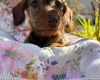 Dachshund (Miniature Wire Haired)