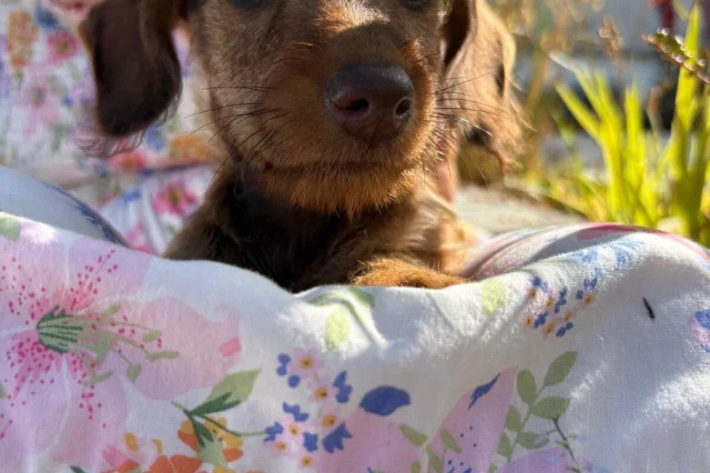 Dachshund (Miniature Wire Haired)