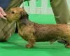 Dachshund (Miniature Wire Haired)