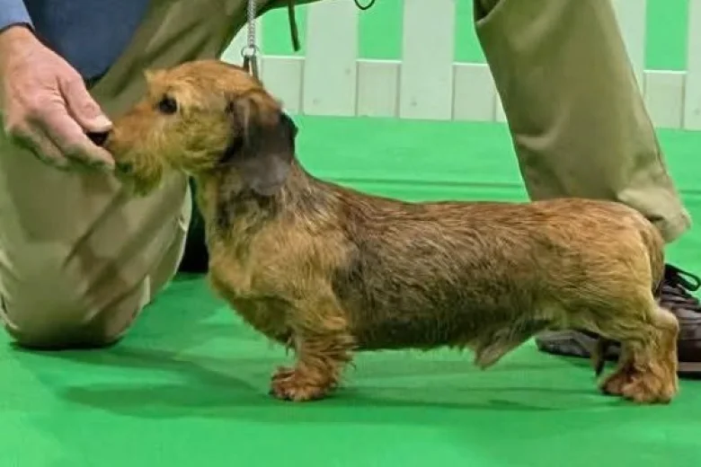 Dachshund (Miniature Wire Haired)