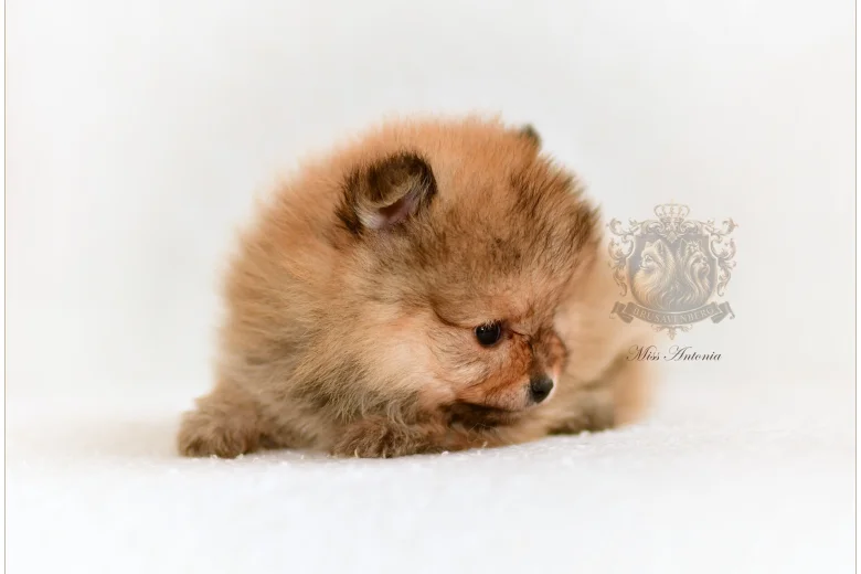 Pomeranian