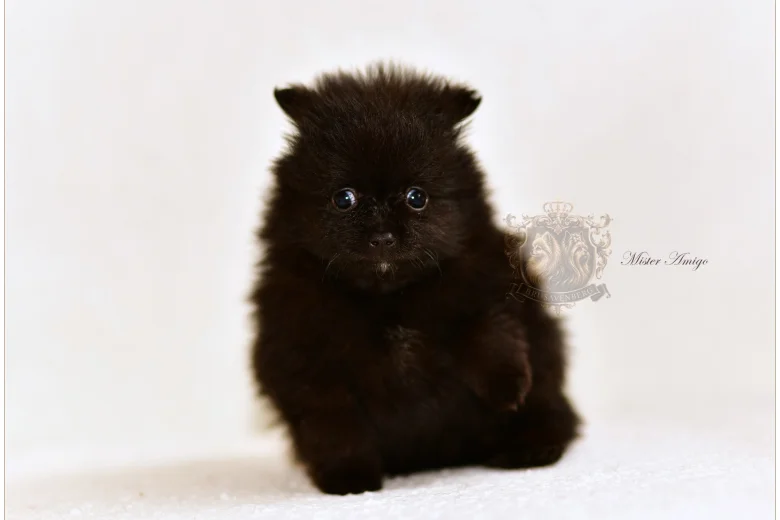 Pomeranian