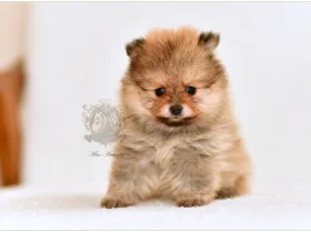 Pomeranian