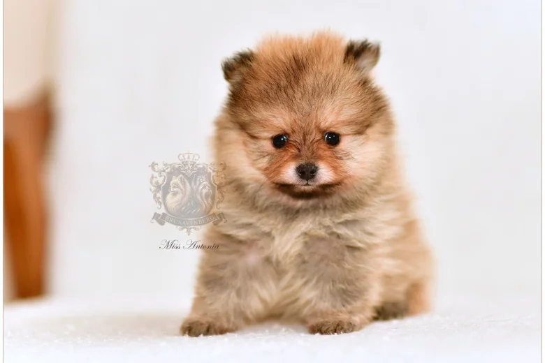 Pomeranian
