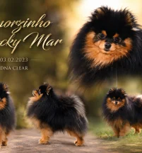 AMORZINHO ROCKY MAR